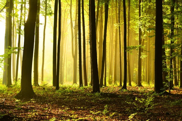 Zonnige Ochtend Het Forest — Stockfoto