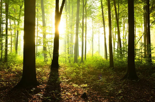 Zonnige Ochtend Het Forest — Stockfoto