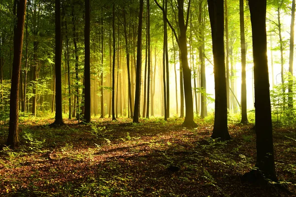 Zonnige Ochtend Het Forest — Stockfoto