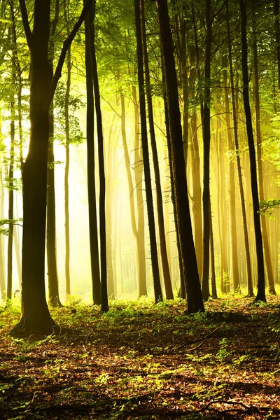 Matin Ensoleillé Dans Forêt — Photo