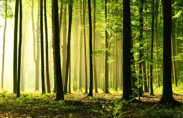 Mattina Soleggiata Nella Foresta — Foto Stock