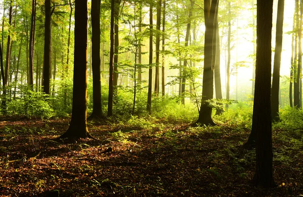 Mañana Soleada Bosque — Foto de Stock