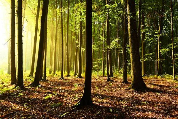 Zonnige Ochtend Het Forest — Stockfoto