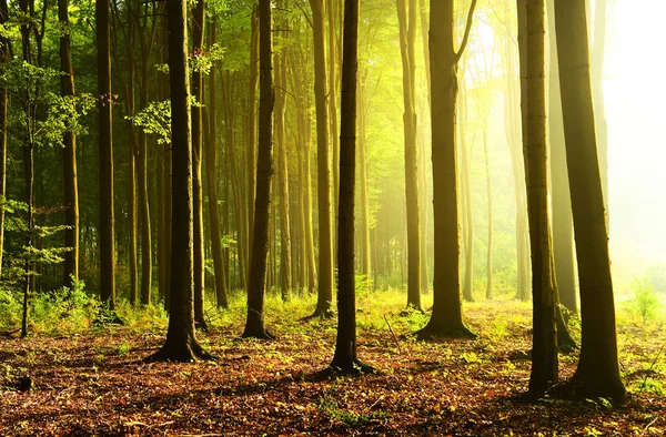 Mattina Soleggiata Nella Foresta — Foto Stock