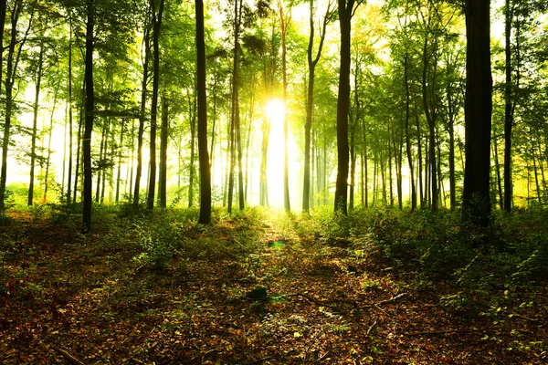 Słoneczny Poranek Lesie — Zdjęcie stockowe