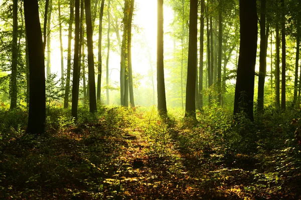 Zonnige Ochtend Het Forest — Stockfoto