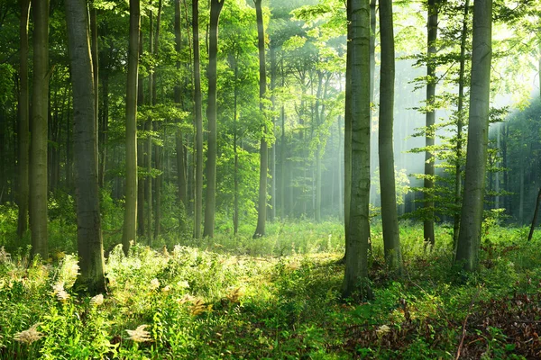 Manhã Ensolarada Floresta — Fotografia de Stock
