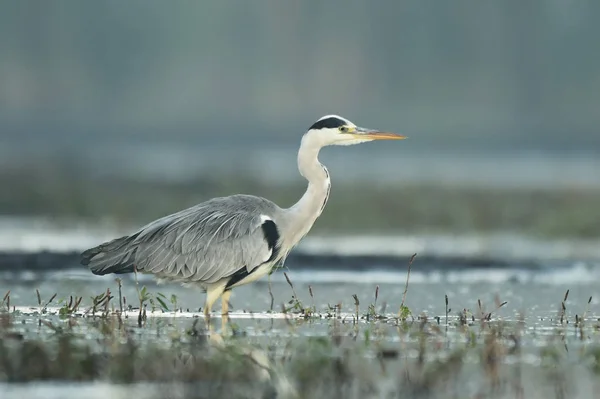 Grey Heron Ardea Cinerea — Stock Photo, Image