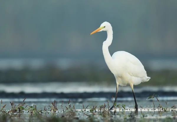 Żółw Biały Egretta Alba — Zdjęcie stockowe