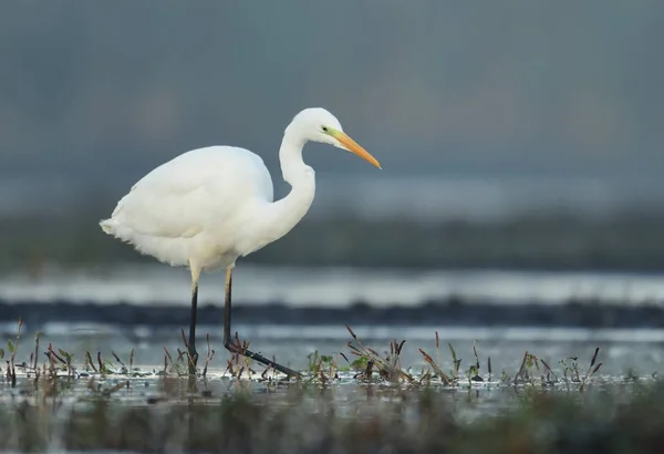 Żółw Biały Egretta Alba — Zdjęcie stockowe