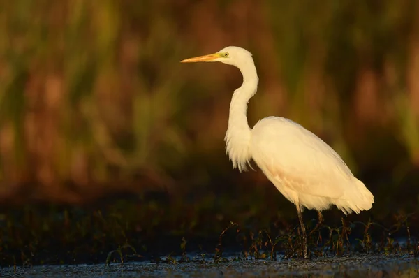 Żółw Biały Egretta Alba — Zdjęcie stockowe