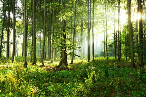 Manhã Ensolarada Floresta — Fotografia de Stock