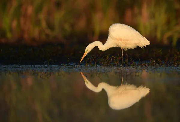 大きな白い挨拶 Egretta Alba — ストック写真