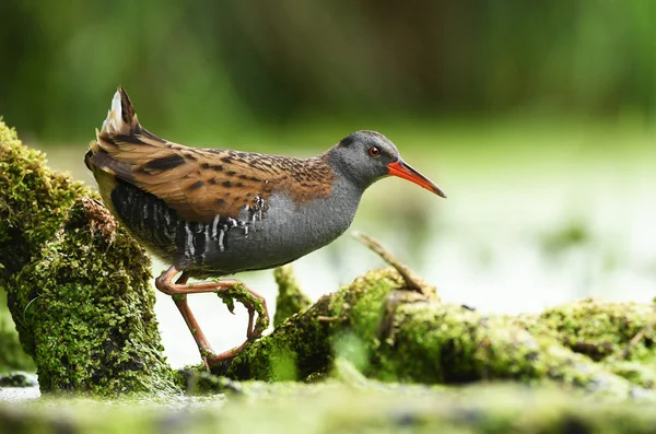 Water Rail Rallus Aquaticus — Stock Photo, Image