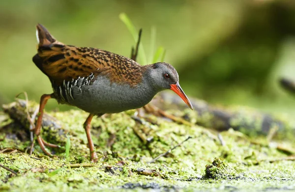 Ferrocarril Acuático Rallus Aquaticus — Foto de Stock