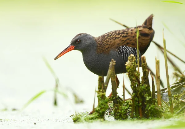 Ferrocarril Acuático Rallus Aquaticus — Foto de Stock