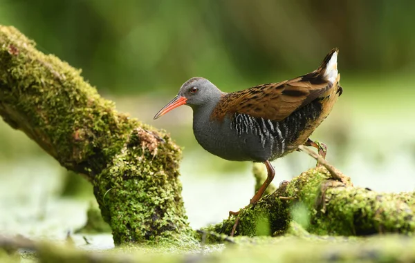 Water Rail Rallus Aquaticus — Stock Photo, Image