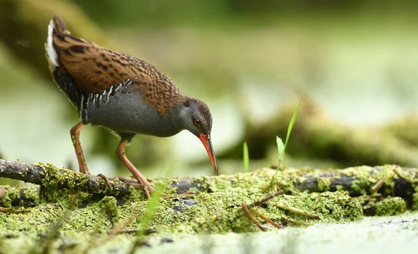 Water Rail Rallus Aquaticus — Stock Photo, Image