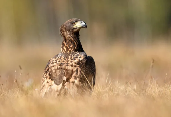 Білий Хвістний Орел Альбіцилла Haliaeetus — стокове фото