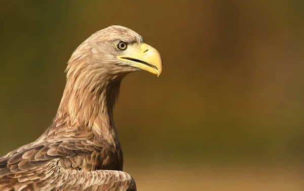 Águila Cola Blanca Haliaeetus Albicilla —  Fotos de Stock