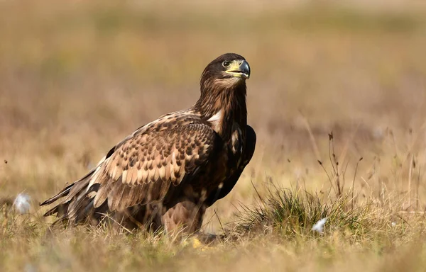 White Tailed Eagle Haliaeetus Albicilla — Stock Photo, Image