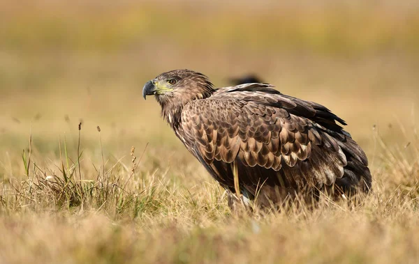 White Tailed Eagle Haliaeetus Albicilla — Stock Photo, Image