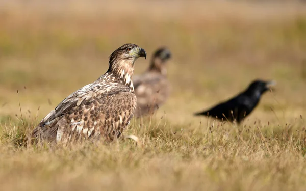 白いオジロジカのワシ Haliaeetus アマオブネ — ストック写真