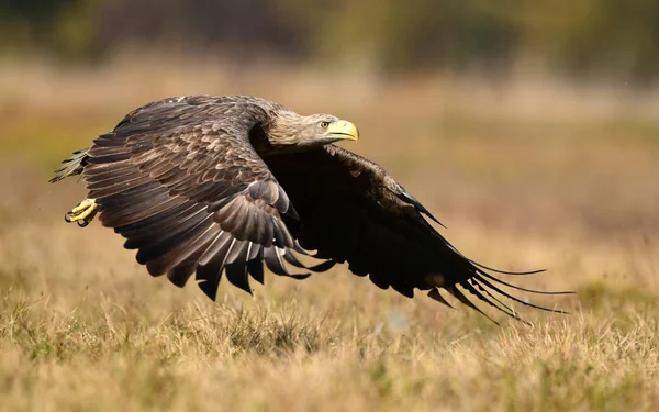 Белохвостый Орёл Haliaeetus Albicilla — стоковое фото