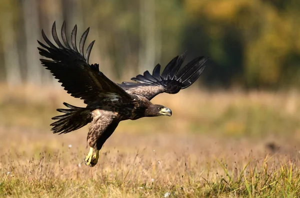 Aquila Coda Bianca Haliaeetus Albicilla — Foto Stock