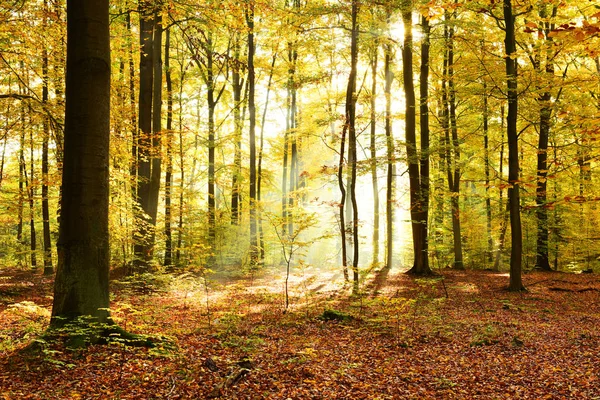 秋天的早晨在森林里 — 图库照片