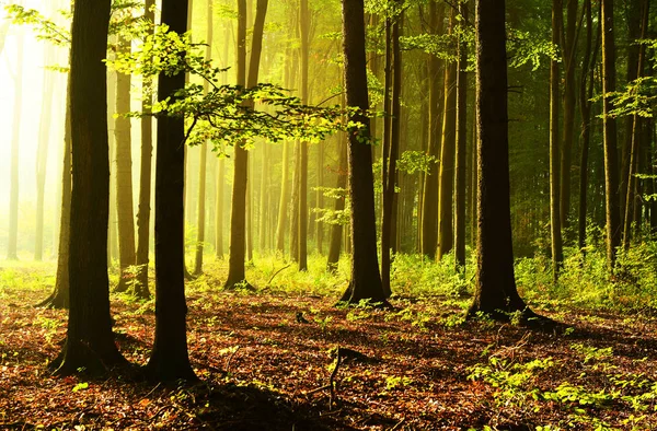 Sunny Morning Forest Royalty Free Stock Images