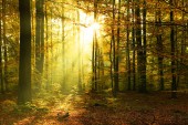 Картина, постер, плакат, фотообои "autumn morning in the forest", артикул 248412118