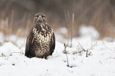 Ortak Şahin kuşu (Buteo buteo)