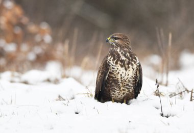 Ortak Şahin kuşu (Buteo buteo)