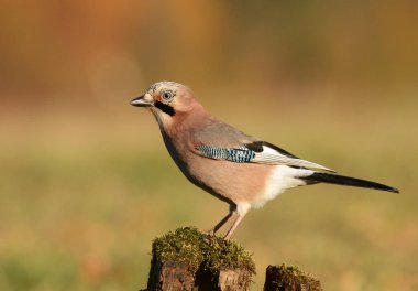 Avrasya alakargası (Garrulus glandarius)