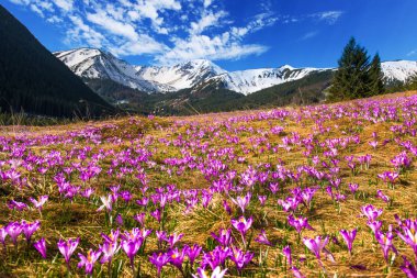 Chocholowska valley Bahar adlı Polonya