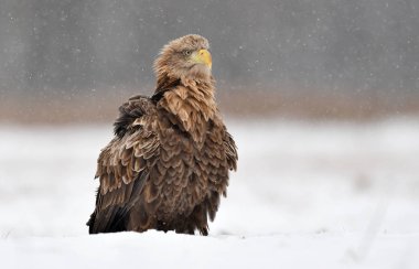 Beyaz kuyruklu kartal (Haliaeetus albicilla)