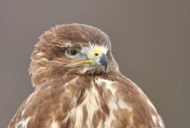 Ortak Şahin kuşu (Buteo buteo)