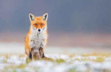 Tilki (Vulpes vulpes doğada)