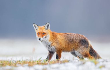 Tilki (Vulpes vulpes doğada)