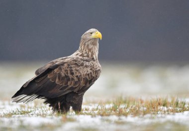 Beyaz kuyruklu kartal (Haliaeetus albicilla)