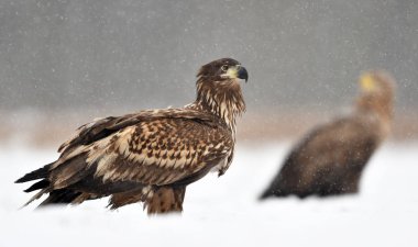 Beyaz kuyruklu kartal (Haliaeetus albicilla)