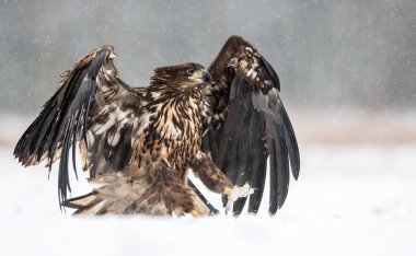 Beyaz kuyruklu kartal (Haliaeetus albicilla)