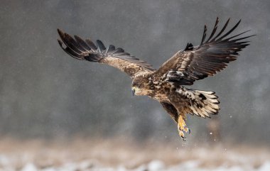 Beyaz kuyruklu kartal (Haliaeetus albicilla)