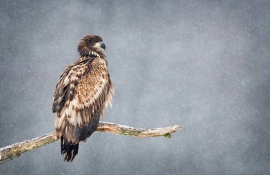 Beyaz kuyruklu kartal (Haliaeetus albicilla)