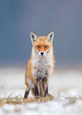 Tilki (Vulpes vulpes doğada)