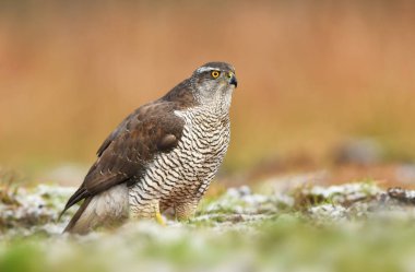 Kuzey Goshawk (Accipiter gentilis)