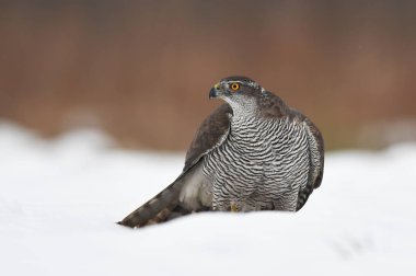 Kuzey Goshawk (Accipiter gentilis)