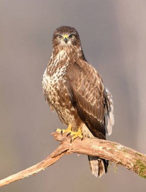 Ortak Şahin kuşu (Buteo buteo)