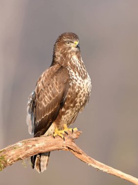 Ortak Şahin kuşu (Buteo buteo)